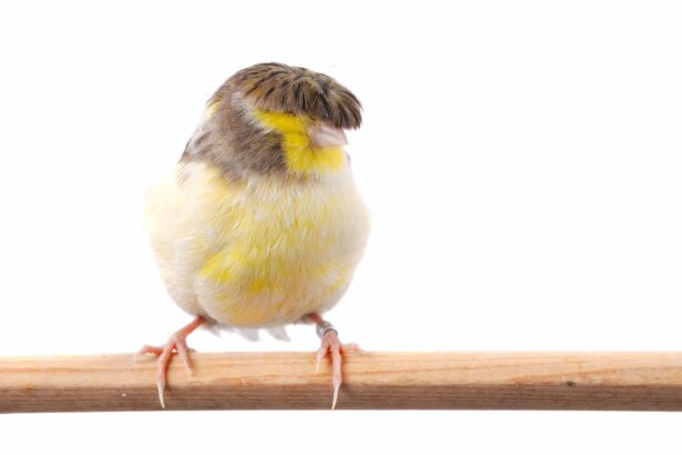 Gloster Canari : Profil d'une espèce d'oiseau