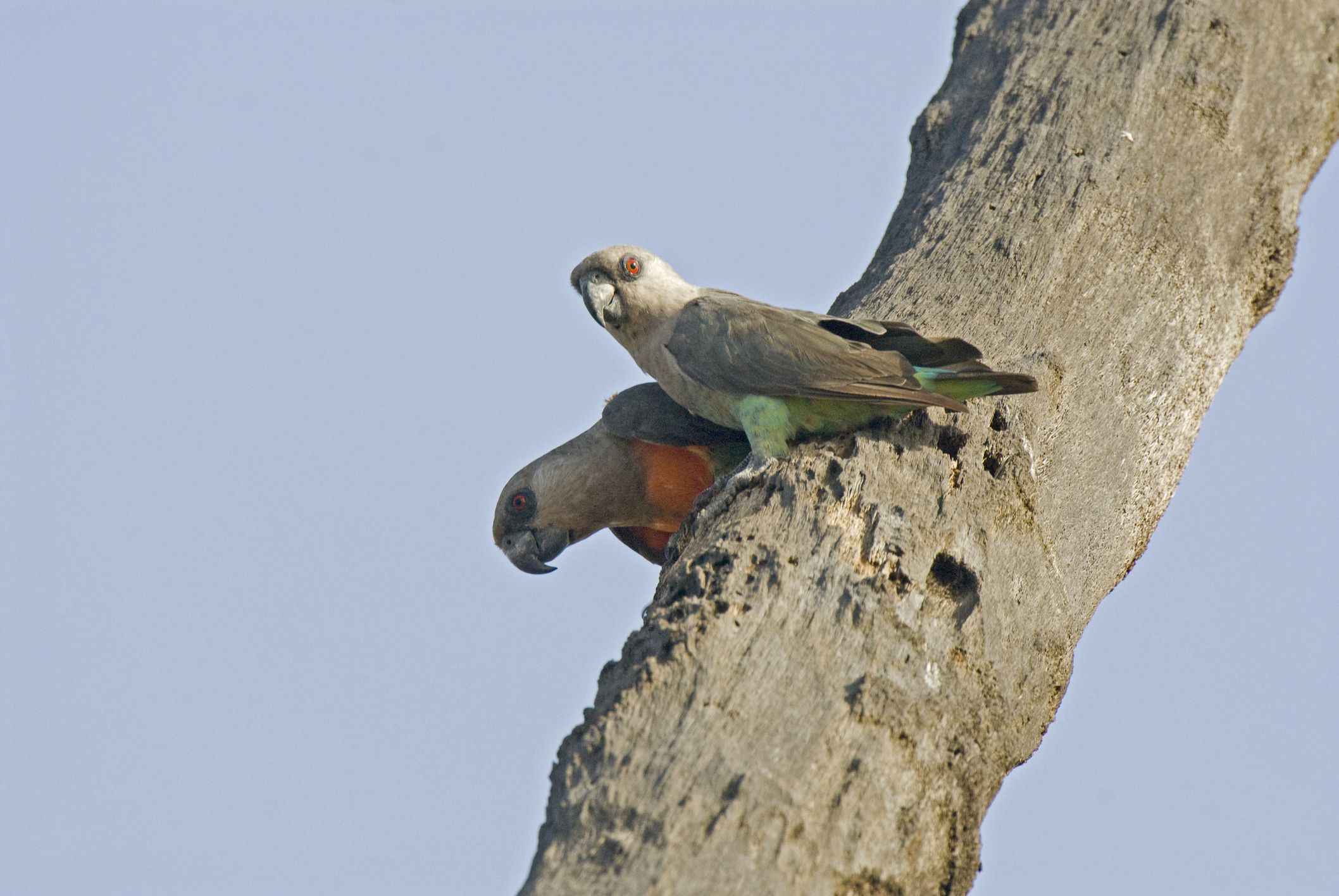 Mâles et femelles perroquets à ventre rouge sur une branche d'arbre.