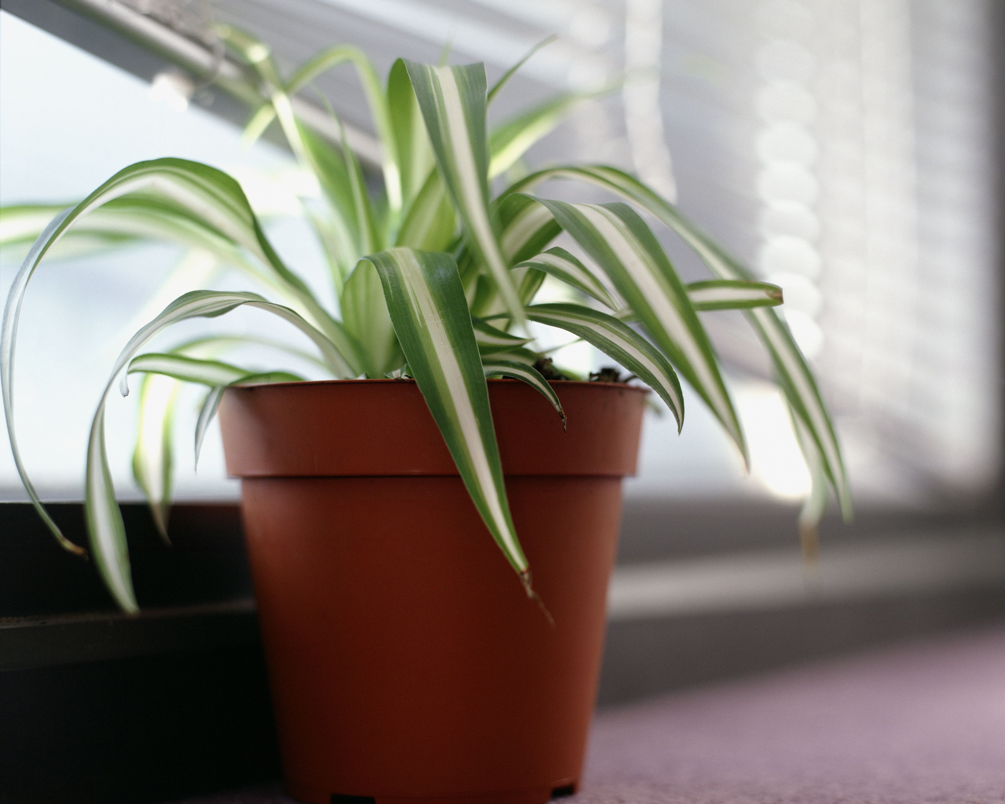 Plante araignée sur le rebord de la fenêtre