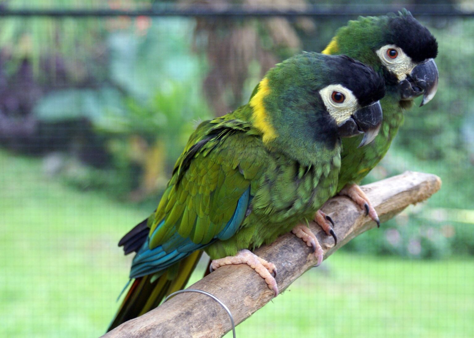 Ara à colier jaune : Profil de l'espèce aviaire