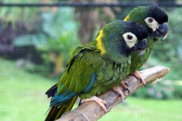 Ara à colier jaune : Profil de l'espèce aviaire