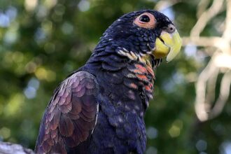 Profil de l'espèce aviaire : Pionus à ailes bronze.