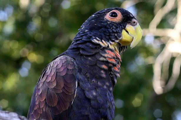 Profil de l'espèce aviaire : Pionus à ailes bronze.