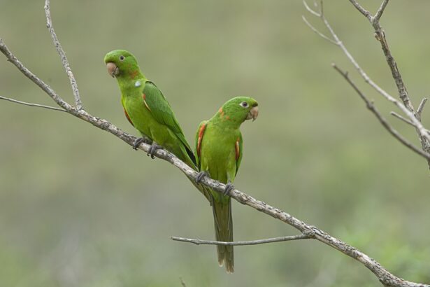 Conure à yeux blancs : Profil de l'espèce d'oiseau